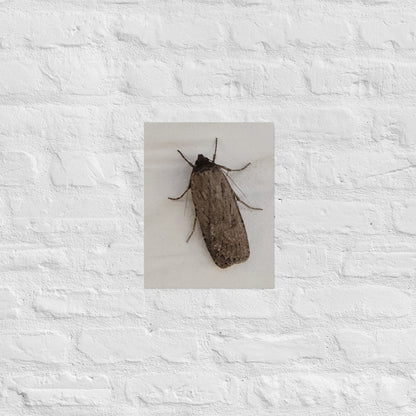 The Moth: Alex Pendle Matte Photo Print, Sees Nature Series - Death World LLC - 11″×14″