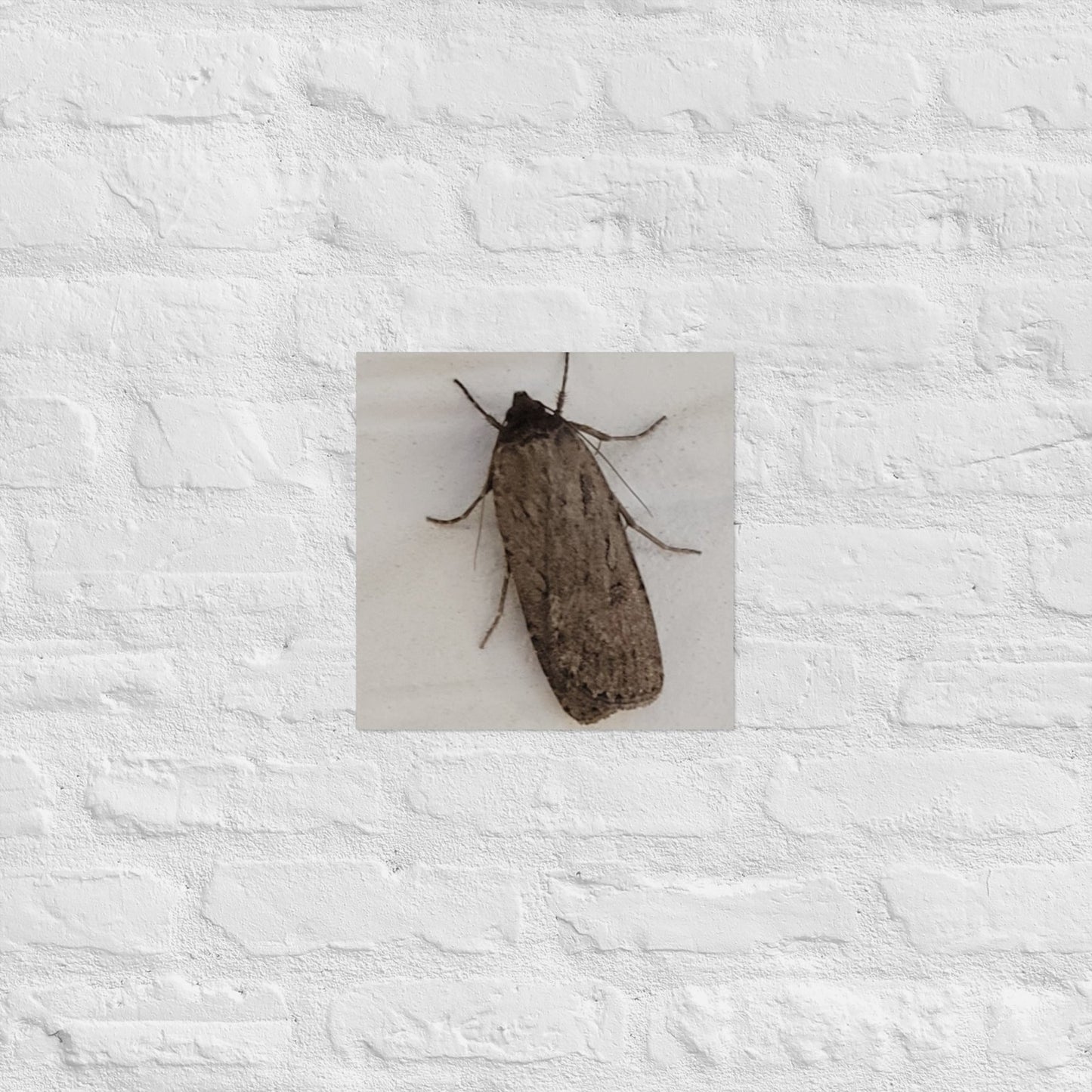 The Moth: Alex Pendle Matte Photo Print, Sees Nature Series - Death World LLC - 12″×12″