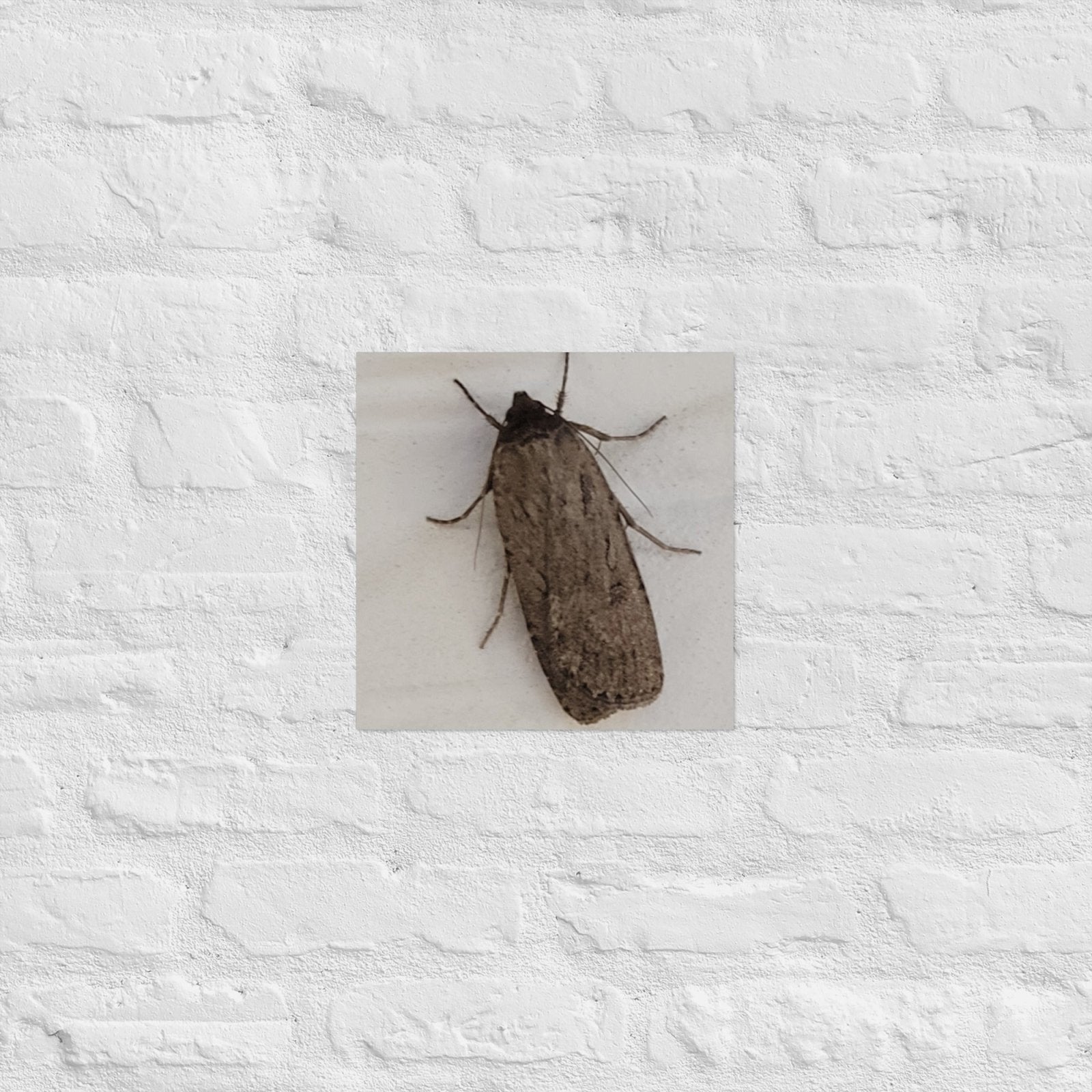 The Moth: Alex Pendle Matte Photo Print, Sees Nature Series - Death World LLC - 12″×12″