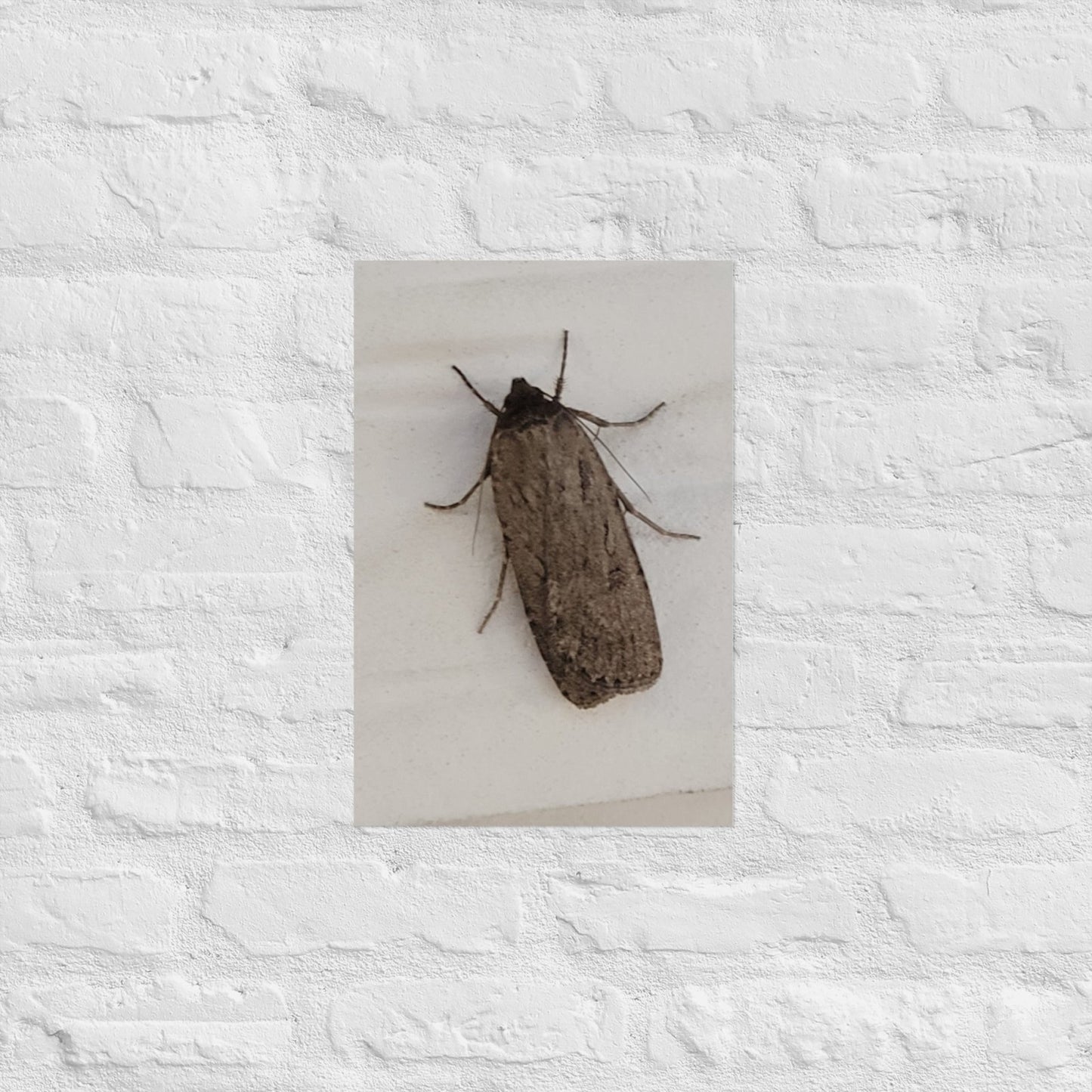 The Moth: Alex Pendle Matte Photo Print, Sees Nature Series - Death World LLC - 12″×18″