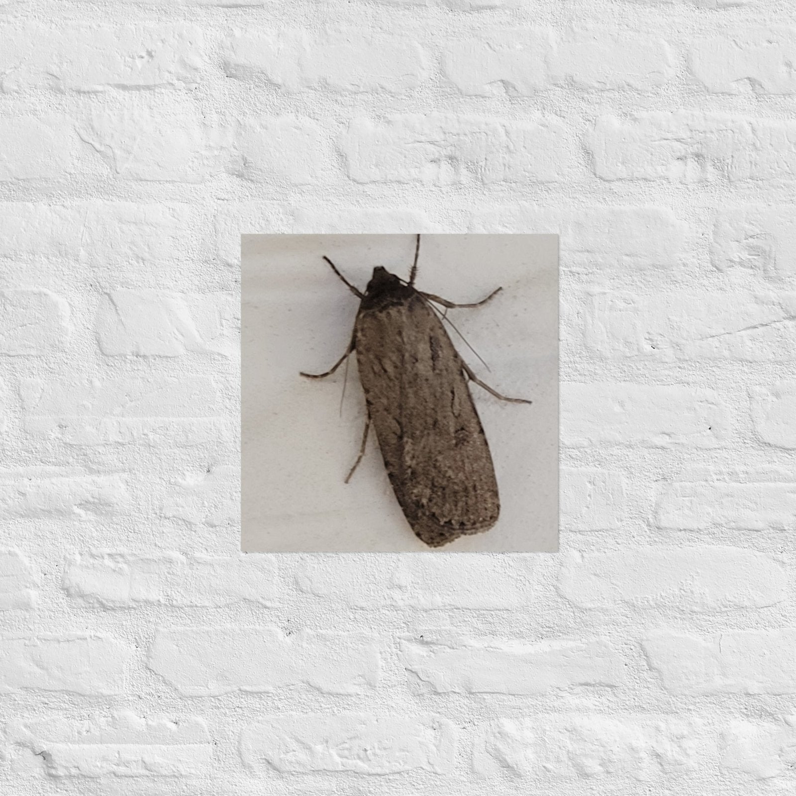 The Moth: Alex Pendle Matte Photo Print, Sees Nature Series - Death World LLC - 14″×14″