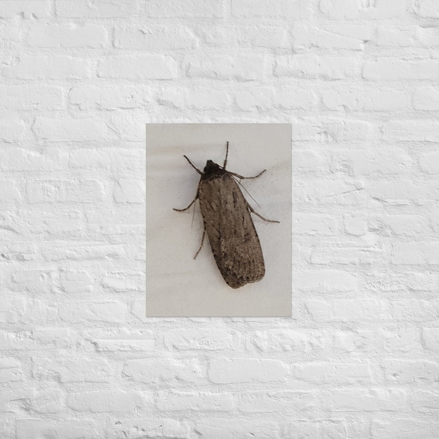 The Moth: Alex Pendle Matte Photo Print, Sees Nature Series - Death World LLC - 18″×24″