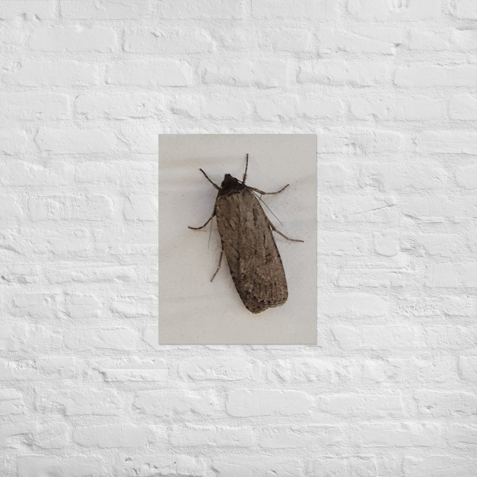 The Moth: Alex Pendle Matte Photo Print, Sees Nature Series - Death World LLC - 18″×24″