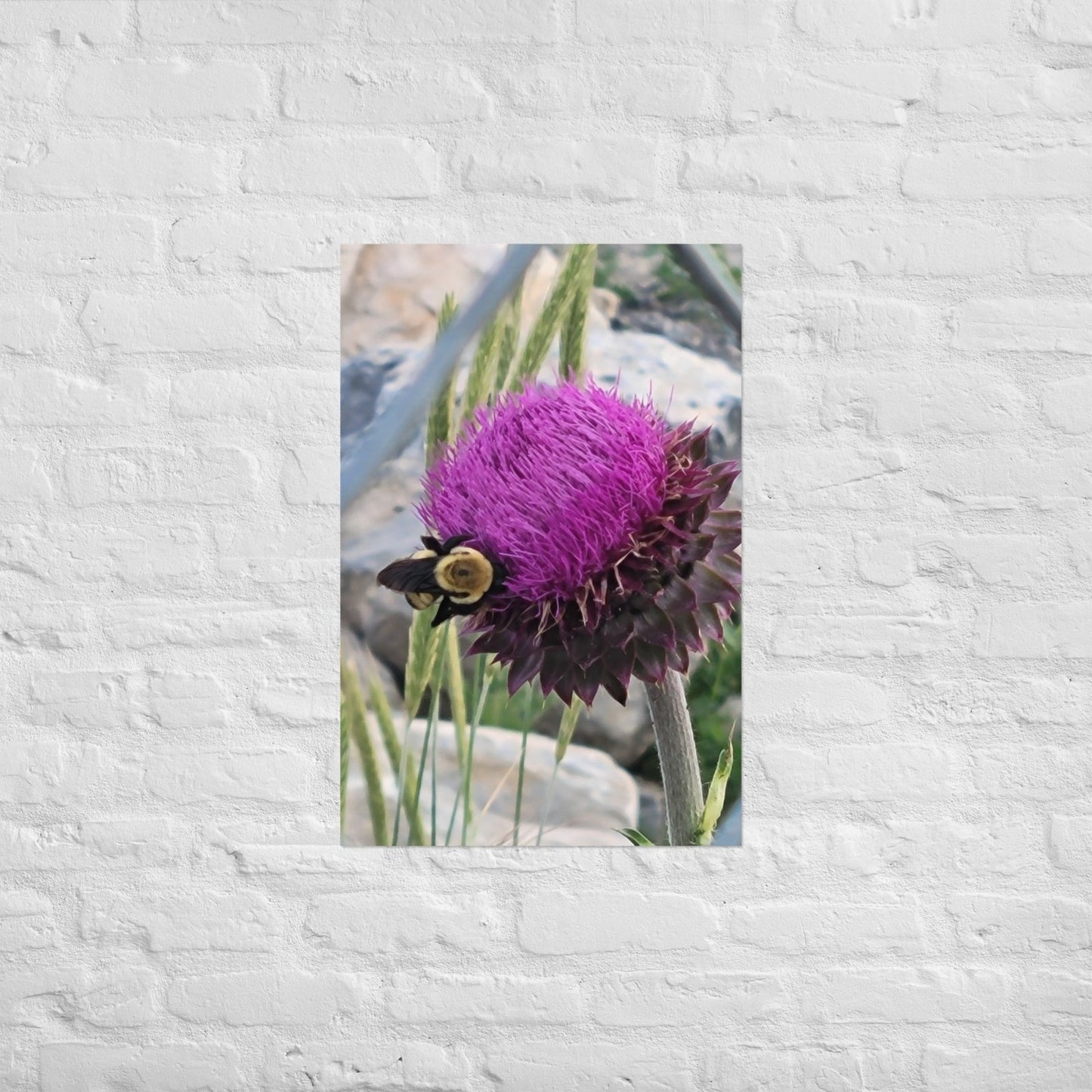Thistle Nectar for the Bumblebee: AlexPendel Matte Photo Print, Sees Nature Series - Death World LLC - 20″×30″