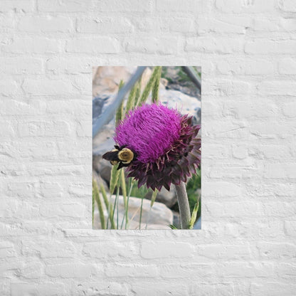 Thistle Nectar for the Bumblebee: AlexPendel Matte Photo Print, Sees Nature Series - Death World LLC - 20″×30″