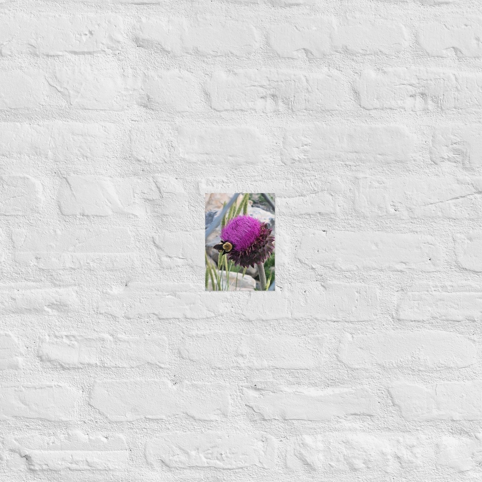 Thistle Nectar for the Bumblebee: AlexPendel Matte Photo Print, Sees Nature Series - Death World LLC - 5″×7″