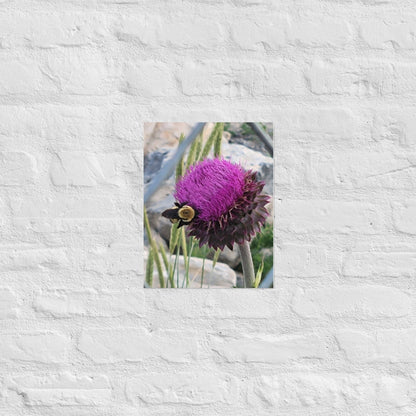 Thistle Nectar for the Bumblebee: AlexPendel Matte Photo Print, Sees Nature Series - Death World LLC - 11″×14″
