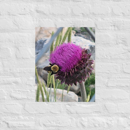 Thistle Nectar for the Bumblebee: AlexPendel Matte Photo Print, Sees Nature Series - Death World LLC - 16″×20″