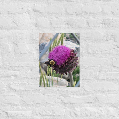 Thistle Nectar for the Bumblebee: AlexPendel Matte Photo Print, Sees Nature Series - Death World LLC - 12″×16″