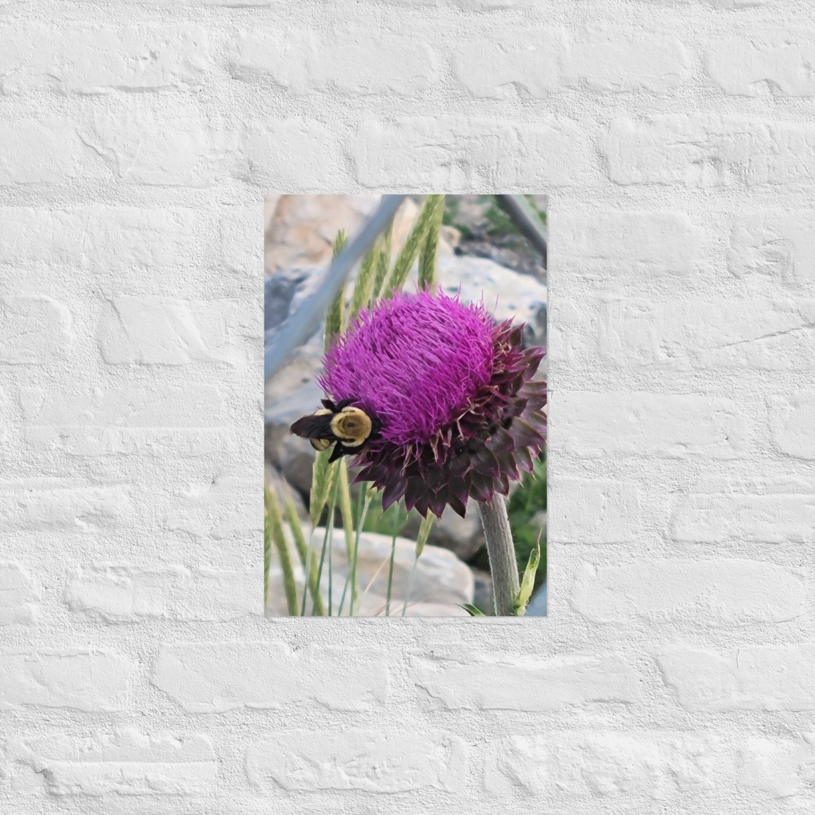 Thistle Nectar for the Bumblebee: AlexPendel Matte Photo Print, Sees Nature Series - Death World LLC - 12″×18″