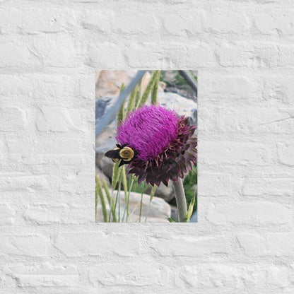 Thistle Nectar for the Bumblebee: AlexPendel Matte Photo Print, Sees Nature Series - Death World LLC - 12″×18″