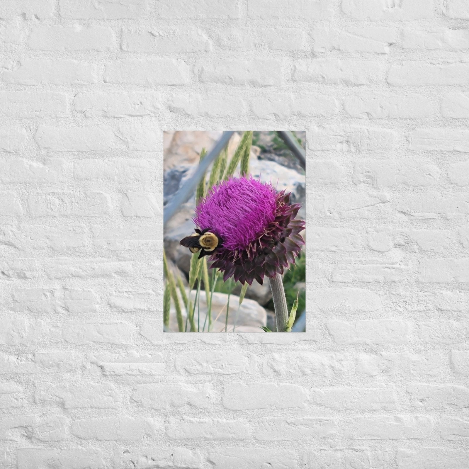 Thistle Nectar for the Bumblebee: AlexPendel Matte Photo Print, Sees Nature Series - Death World LLC - A2 (16.5″×23.3″)