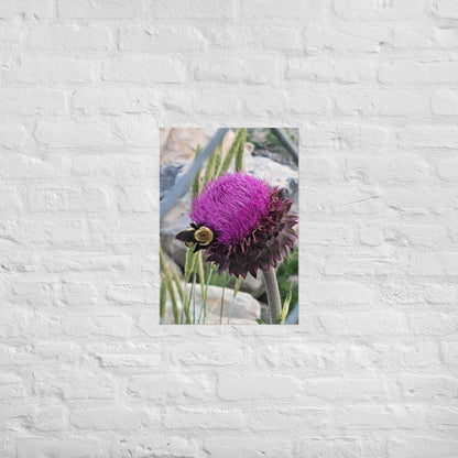 Thistle Nectar for the Bumblebee: AlexPendel Matte Photo Print, Sees Nature Series - Death World LLC - A2 (16.5″×23.3″)