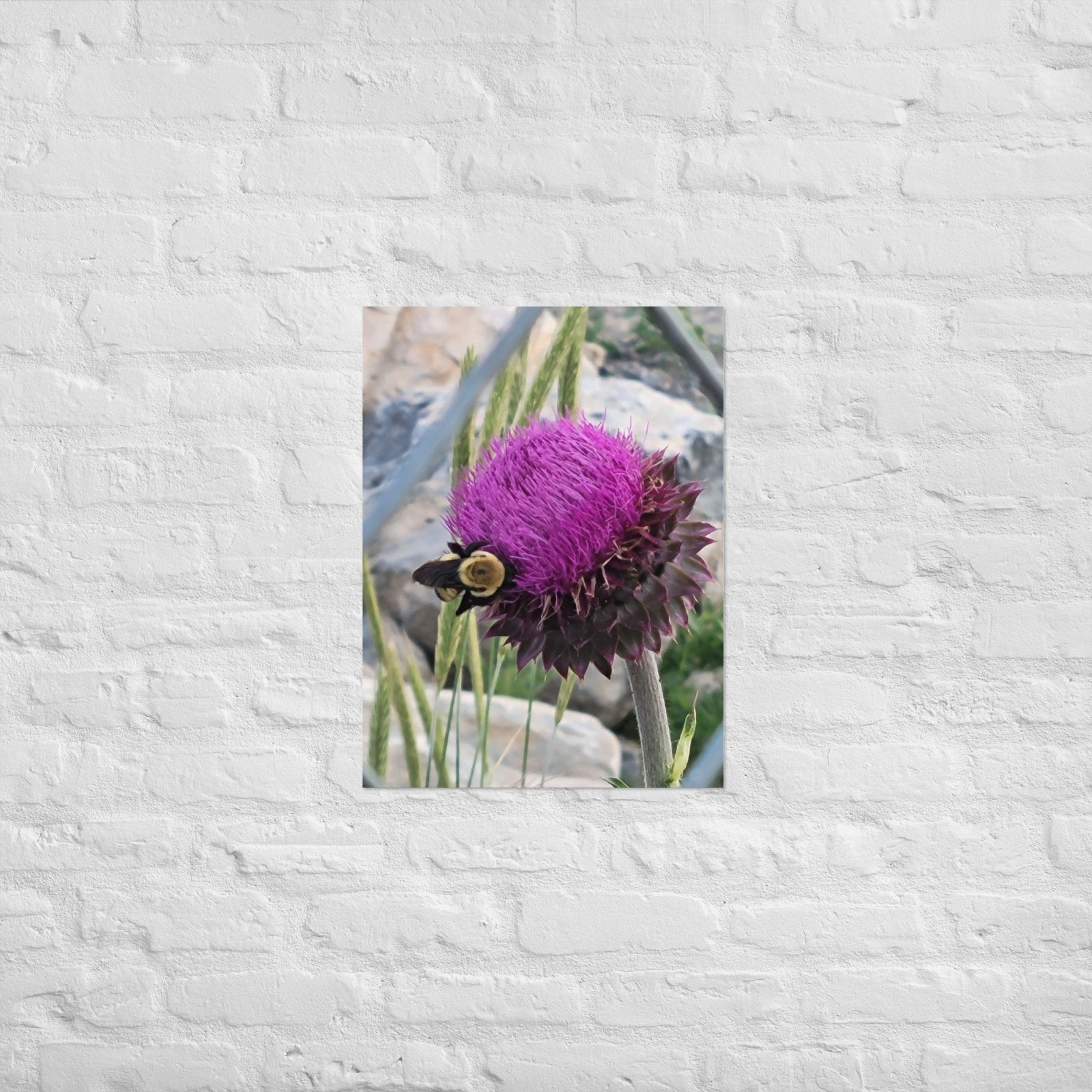 Thistle Nectar for the Bumblebee: AlexPendel Matte Photo Print, Sees Nature Series - Death World LLC - 18″×24″