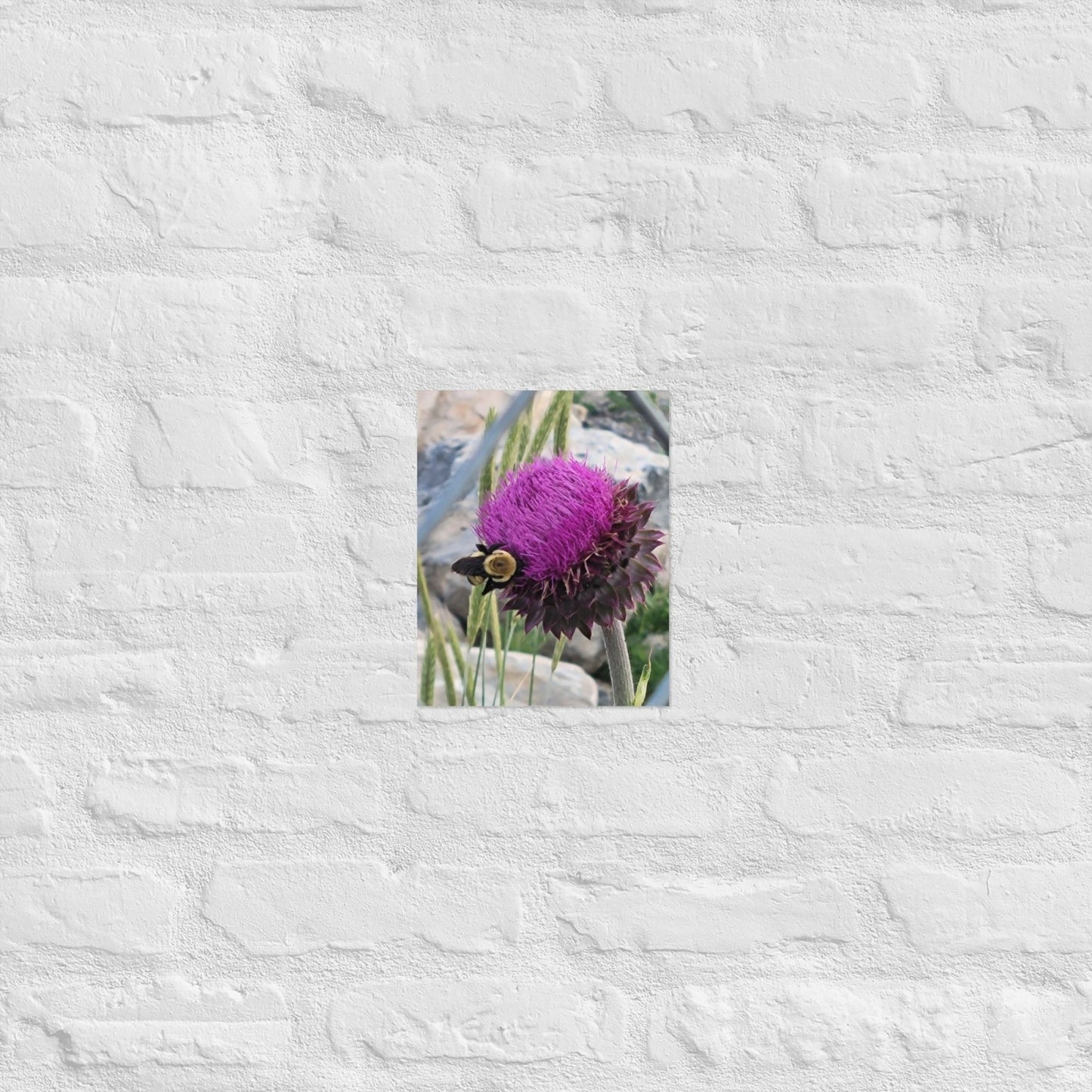 Thistle Nectar for the Bumblebee: AlexPendel Matte Photo Print, Sees Nature Series - Death World LLC - 8″×10″
