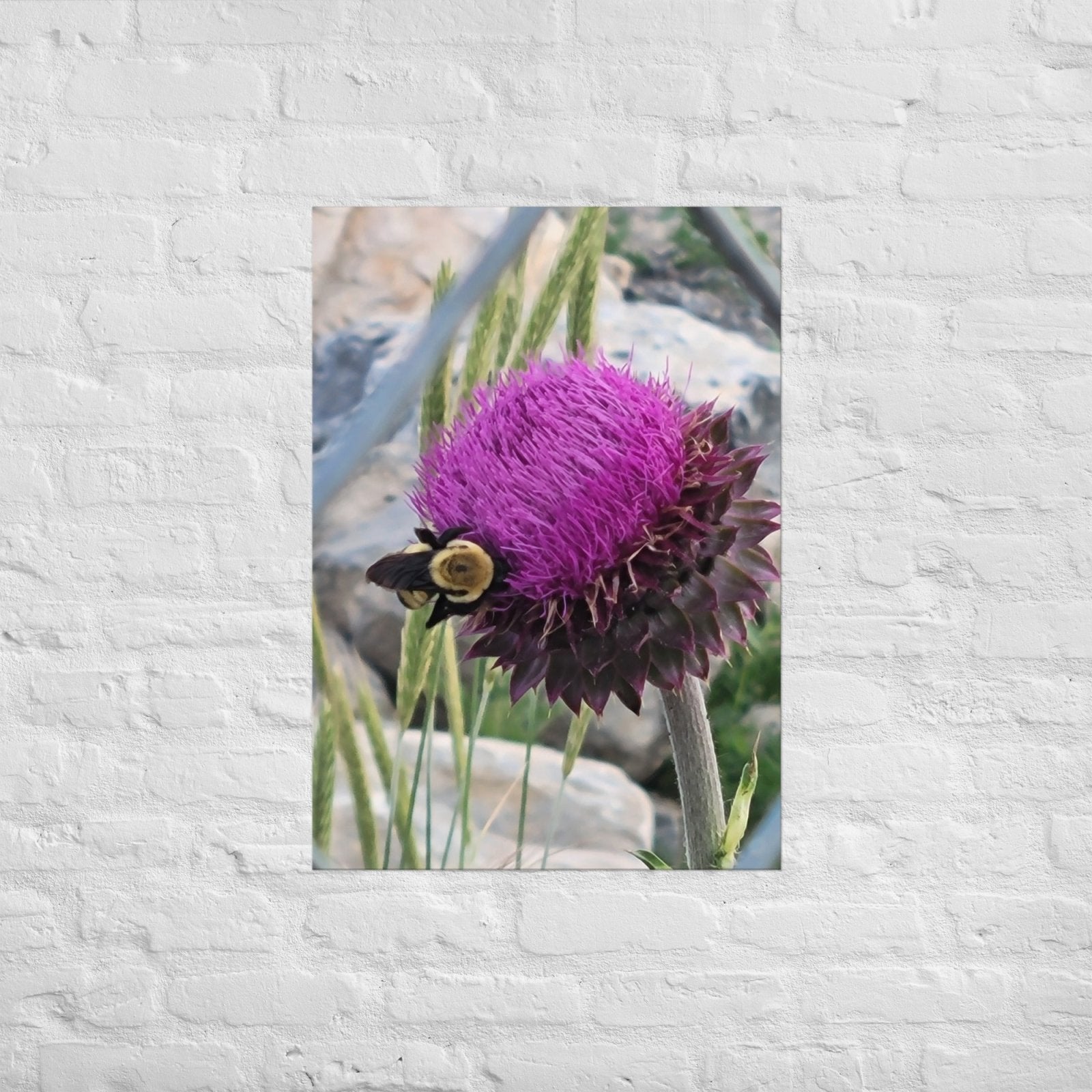Thistle Nectar for the Bumblebee: AlexPendel Matte Photo Print, Sees Nature Series - Death World LLC - A1 (23.3″×33.1″)