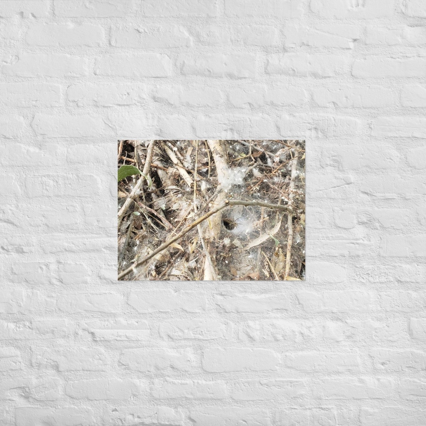 Tunnel Web: Alex Pendle Matte Photo Print, Sees Nature Series - Death World LLC - 18″×24″