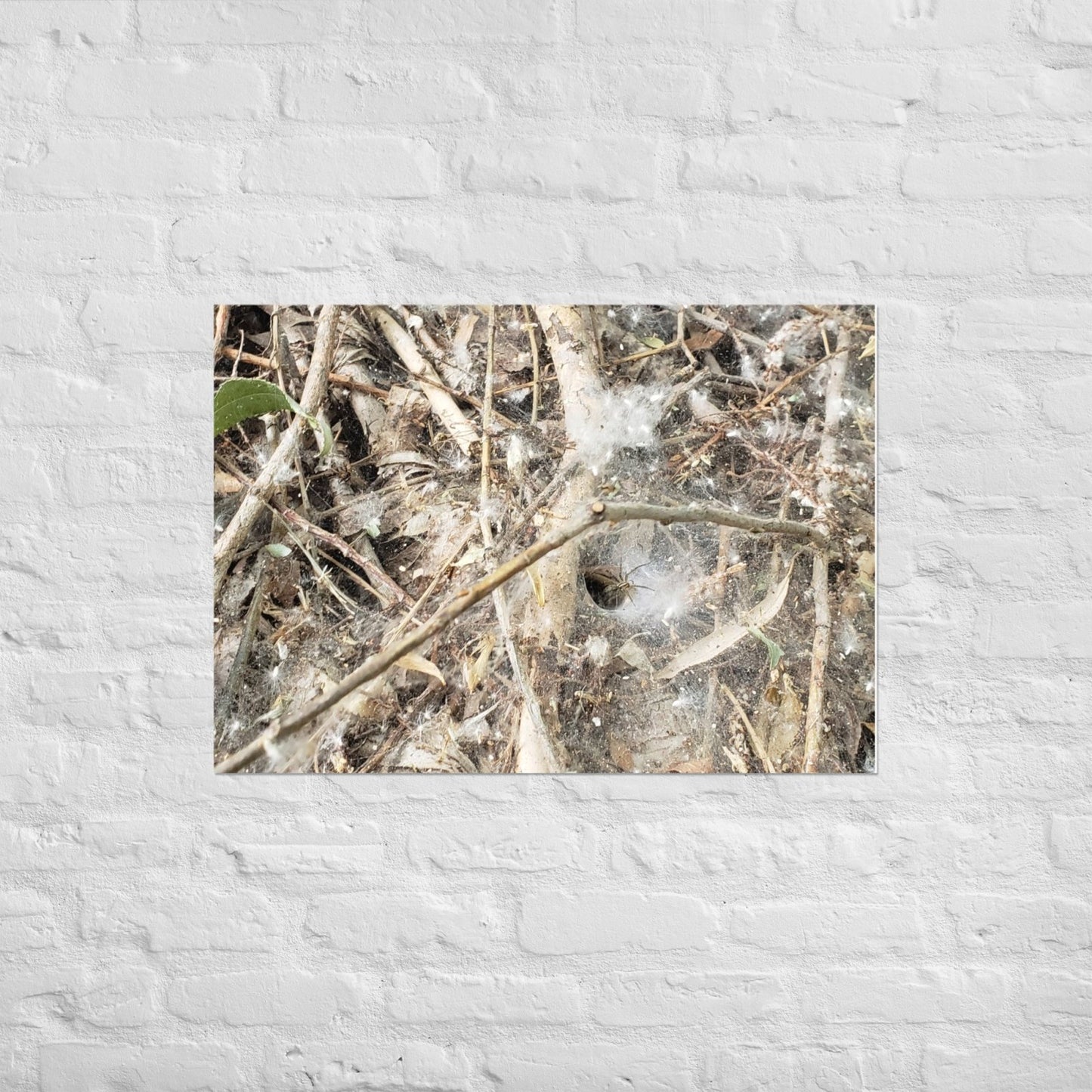 Tunnel Web: Alex Pendle Matte Photo Print, Sees Nature Series - Death World LLC - A1 (23.3″×33.1″)