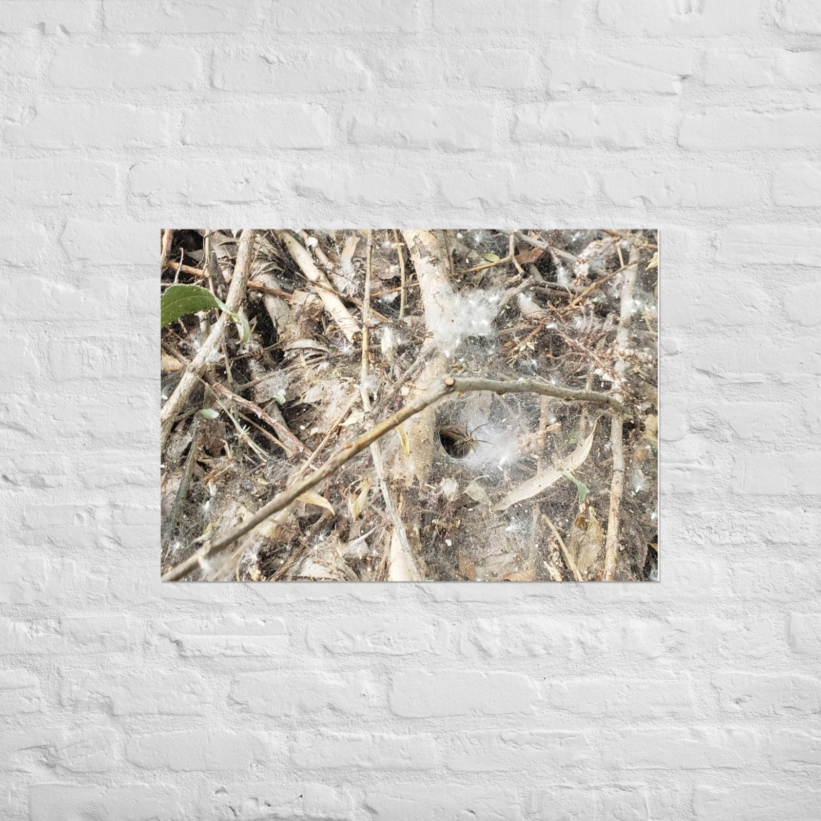 Tunnel Web: Alex Pendle Matte Photo Print, Sees Nature Series - Death World LLC - A1 (23.3″×33.1″)
