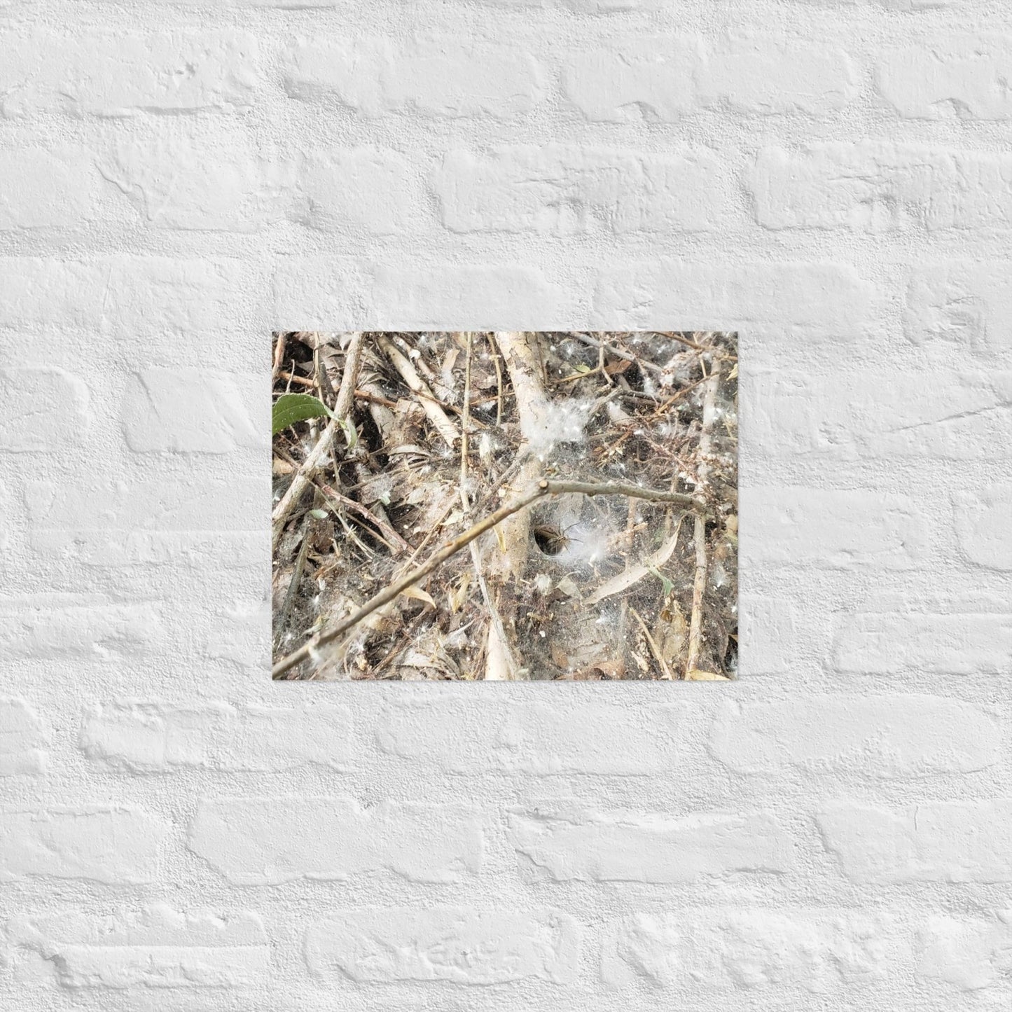 Tunnel Web: Alex Pendle Matte Photo Print, Sees Nature Series - Death World LLC - 12″×16″