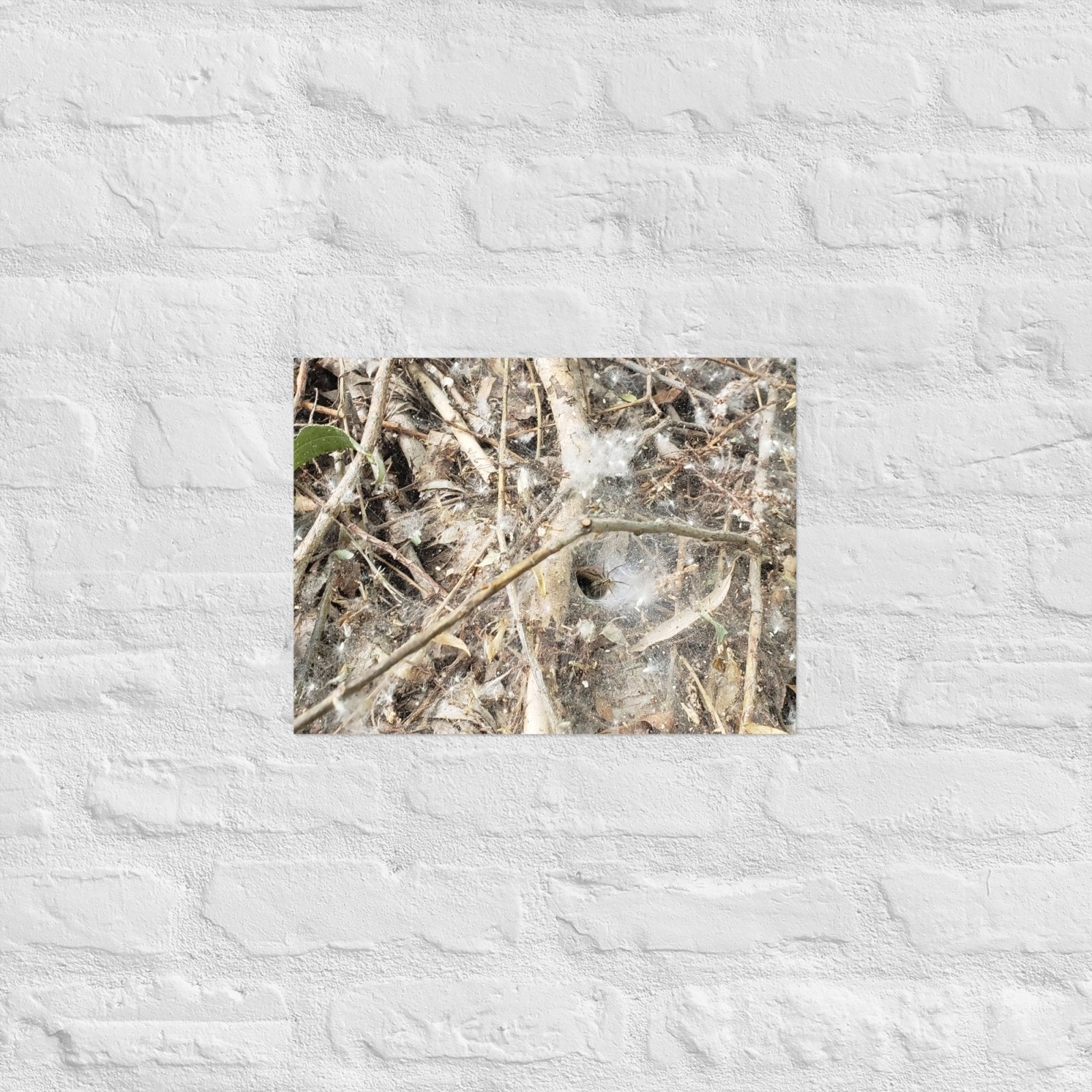 Tunnel Web: Alex Pendle Matte Photo Print, Sees Nature Series - Death World LLC - 12″×16″