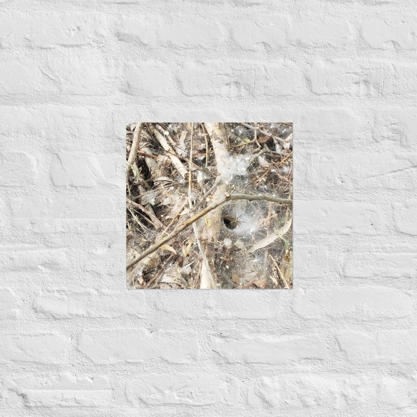 Tunnel Web: Alex Pendle Matte Photo Print, Sees Nature Series - Death World LLC - 14″×14″