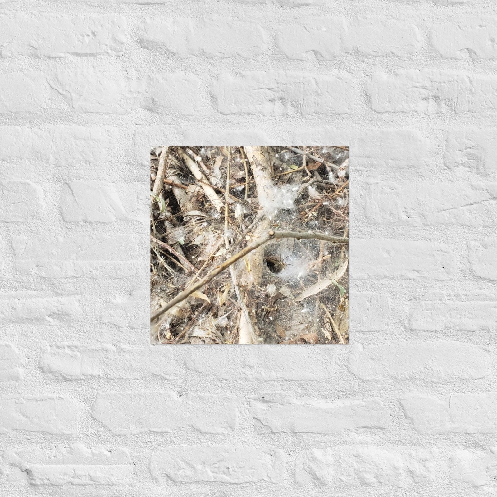 Tunnel Web: Alex Pendle Matte Photo Print, Sees Nature Series - Death World LLC - 14″×14″