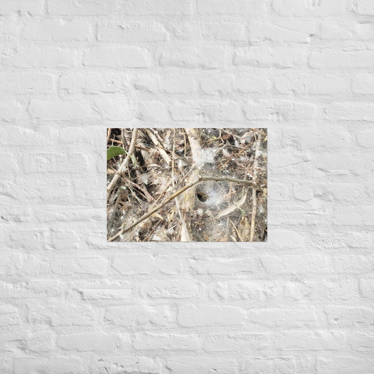Tunnel Web: Alex Pendle Matte Photo Print, Sees Nature Series - Death World LLC - A2 (16.5″×23.3″)