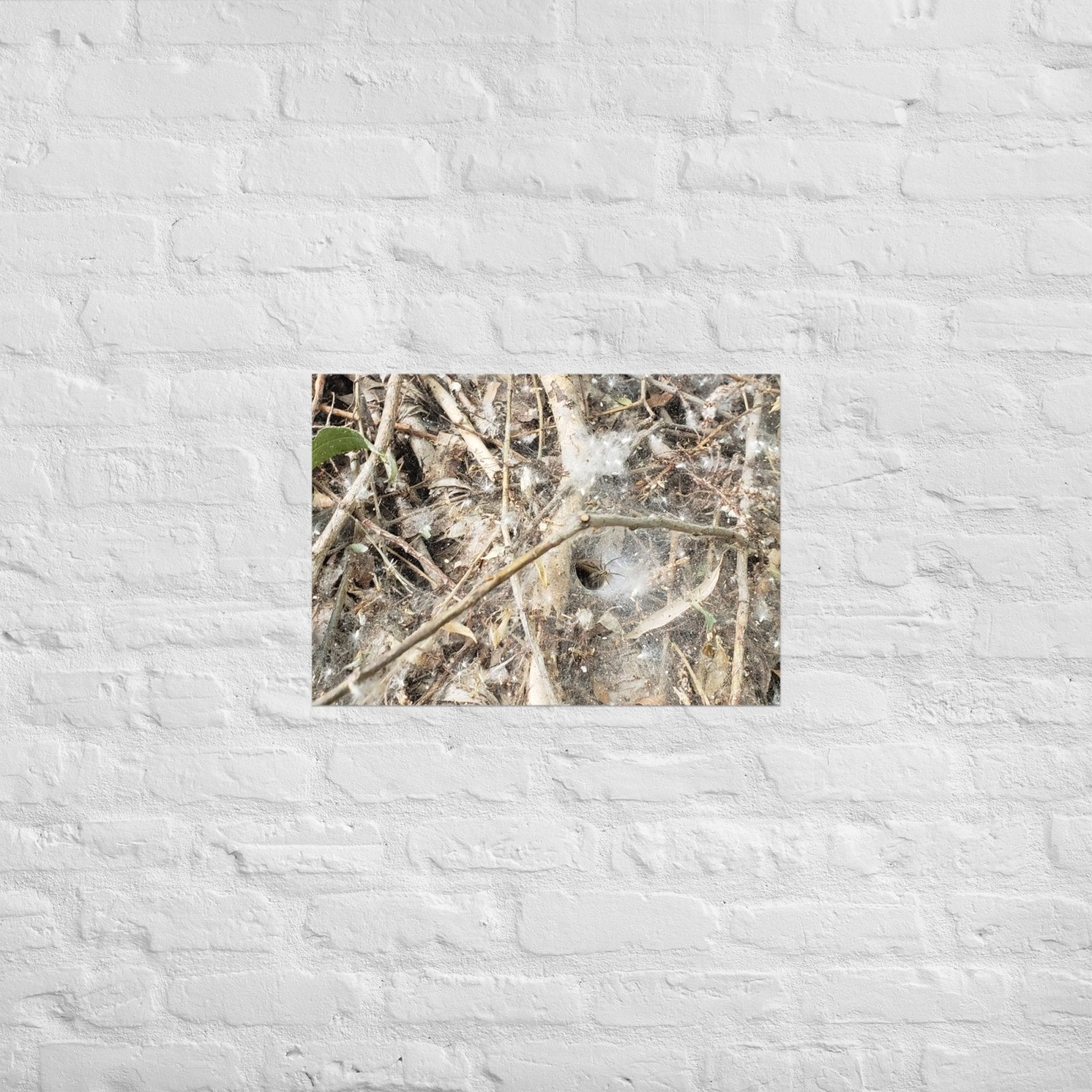 Tunnel Web: Alex Pendle Matte Photo Print, Sees Nature Series - Death World LLC - A2 (16.5″×23.3″)