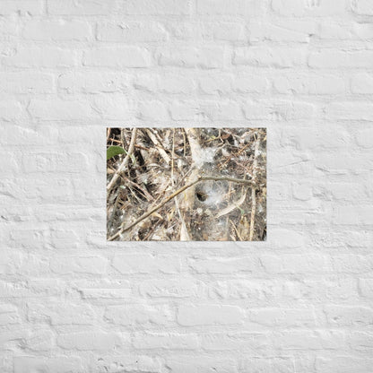 Tunnel Web: Alex Pendle Matte Photo Print, Sees Nature Series - Death World LLC - A2 (16.5″×23.3″)