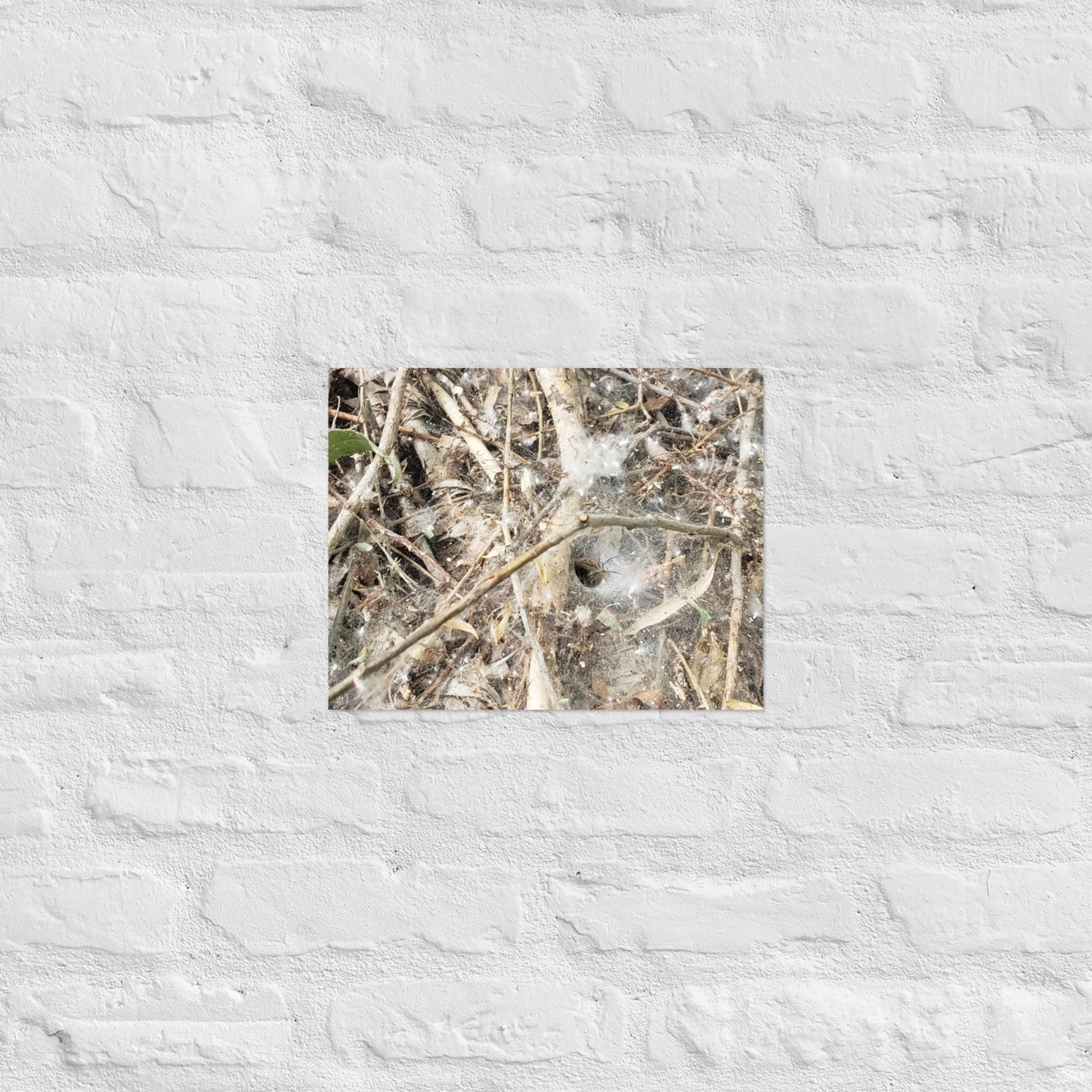 Tunnel Web: Alex Pendle Matte Photo Print, Sees Nature Series - Death World LLC - 11″×14″