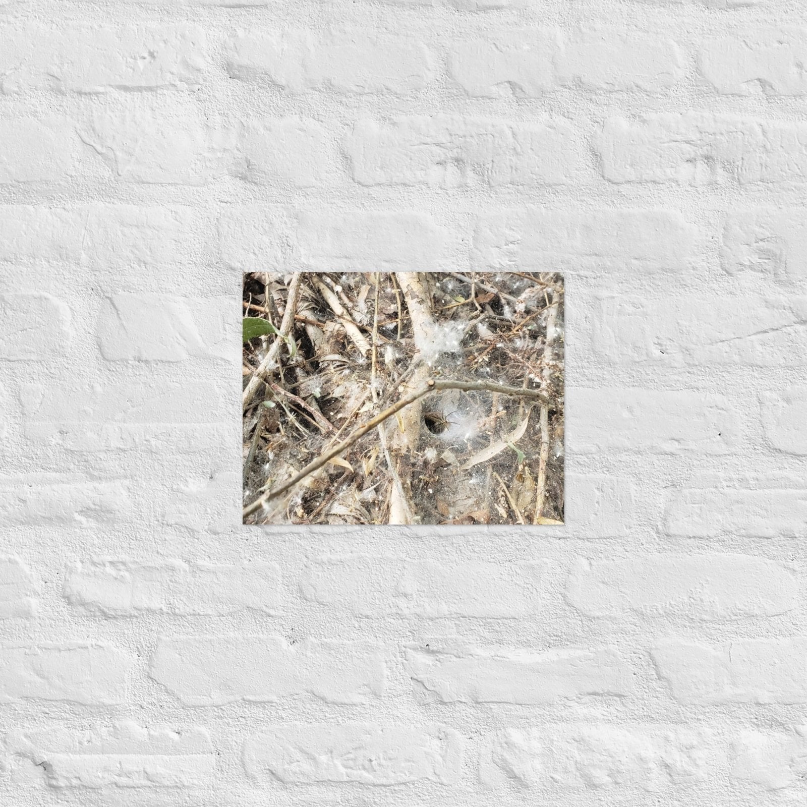 Tunnel Web: Alex Pendle Matte Photo Print, Sees Nature Series - Death World LLC - 11″×14″