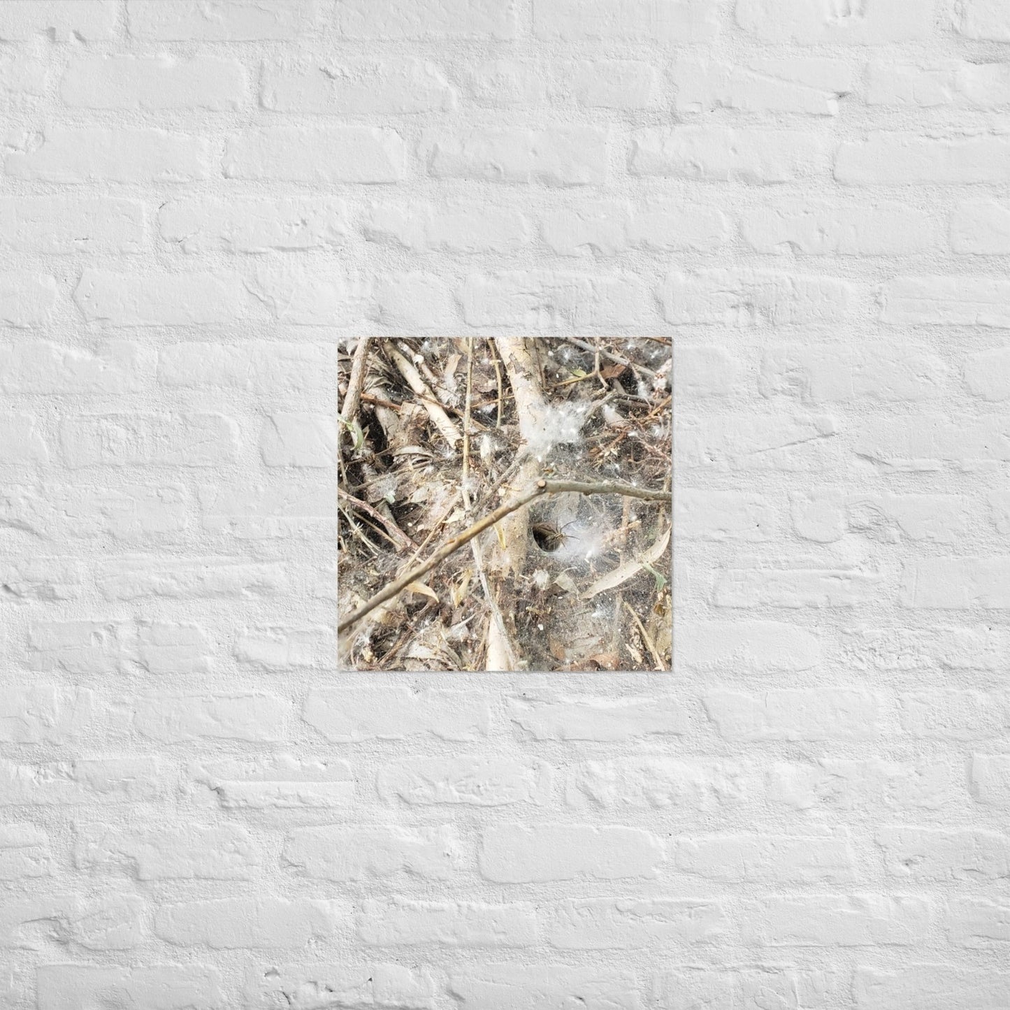 Tunnel Web: Alex Pendle Matte Photo Print, Sees Nature Series - Death World LLC - 18″×18″