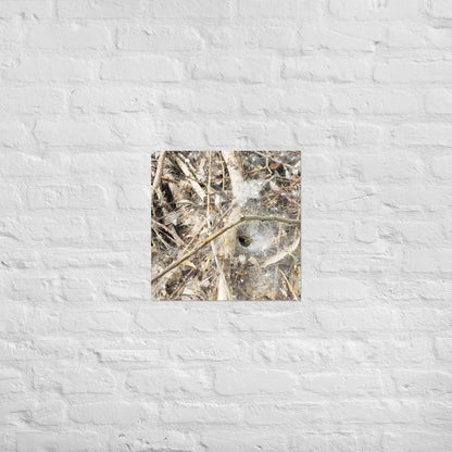 Tunnel Web: Alex Pendle Matte Photo Print, Sees Nature Series - Death World LLC - 18″×18″