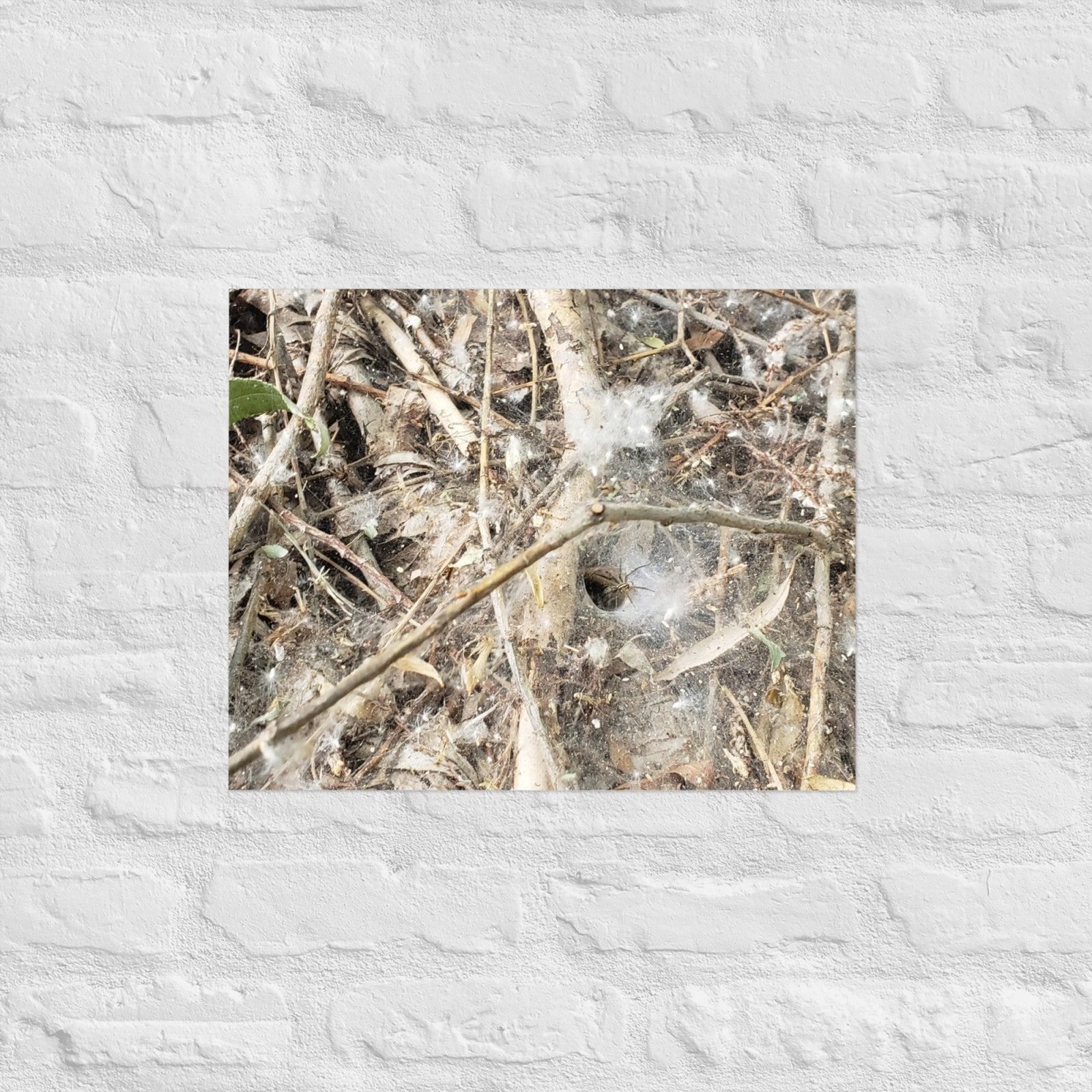 Tunnel Web: Alex Pendle Matte Photo Print, Sees Nature Series - Death World LLC - 16″×20″