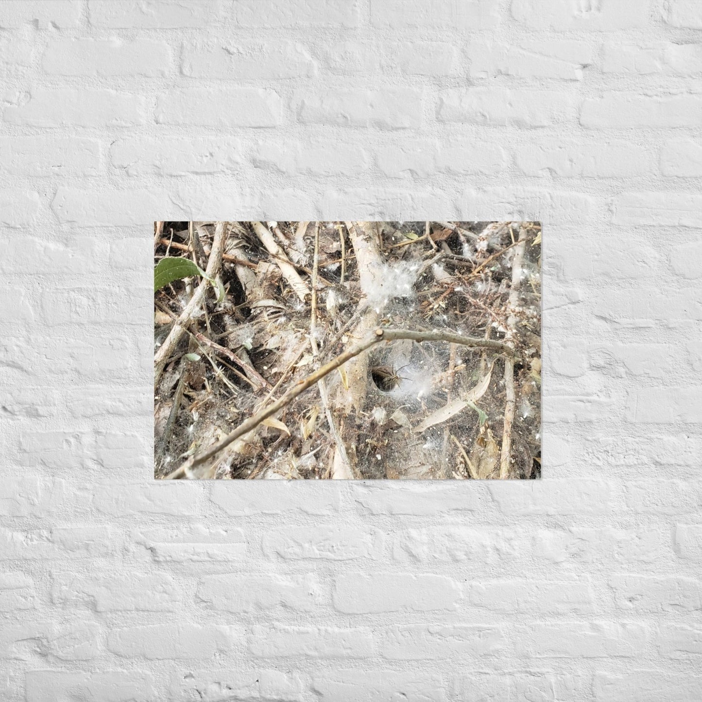 Tunnel Web: Alex Pendle Matte Photo Print, Sees Nature Series - Death World LLC - 20″×30″