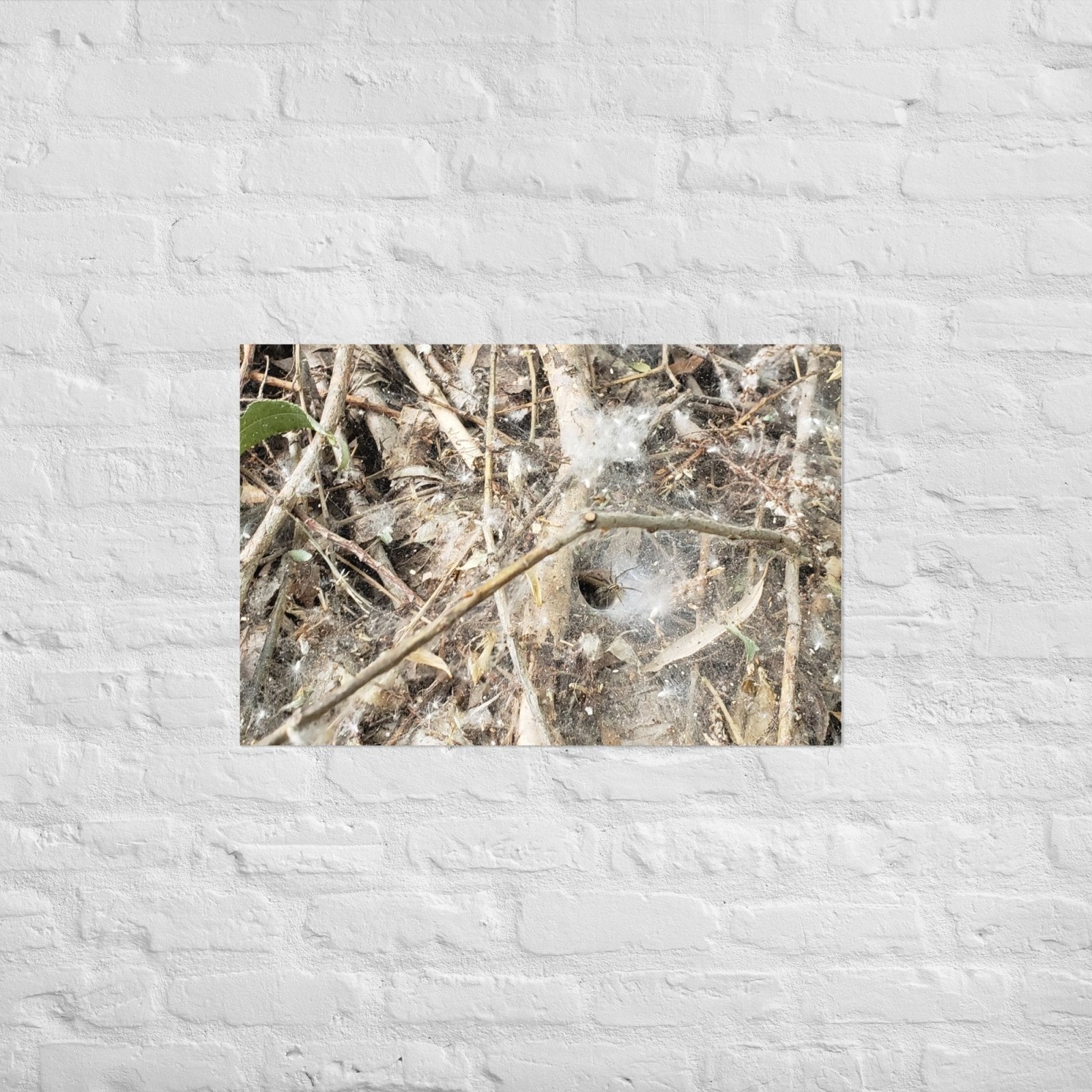Tunnel Web: Alex Pendle Matte Photo Print, Sees Nature Series - Death World LLC - 20″×30″