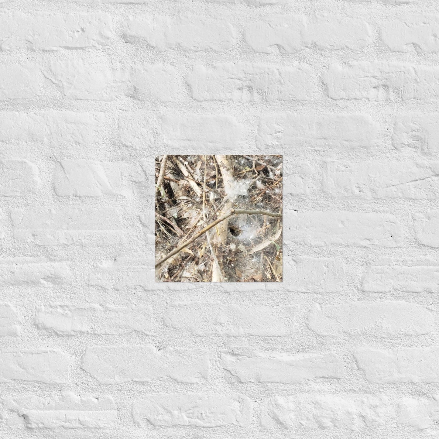 Tunnel Web: Alex Pendle Matte Photo Print, Sees Nature Series - Death World LLC - 10″×10″