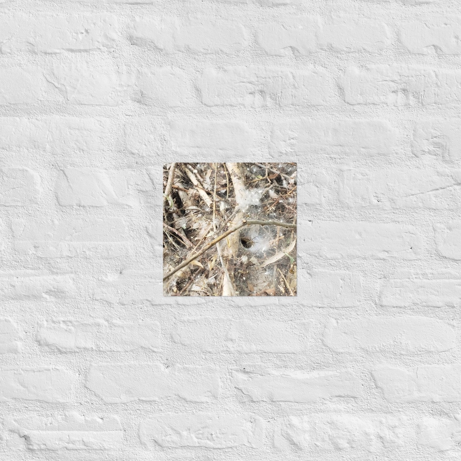 Tunnel Web: Alex Pendle Matte Photo Print, Sees Nature Series - Death World LLC - 10″×10″