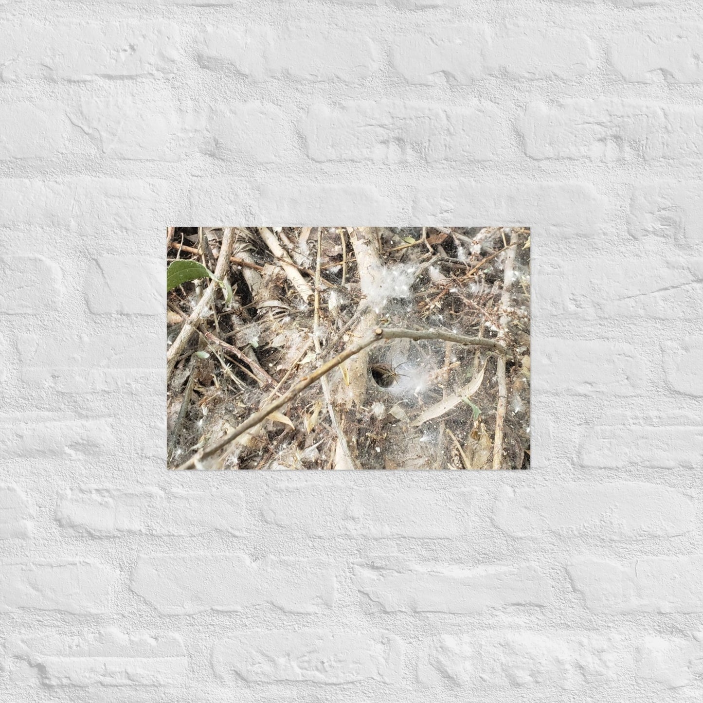Tunnel Web: Alex Pendle Matte Photo Print, Sees Nature Series - Death World LLC - 12″×18″