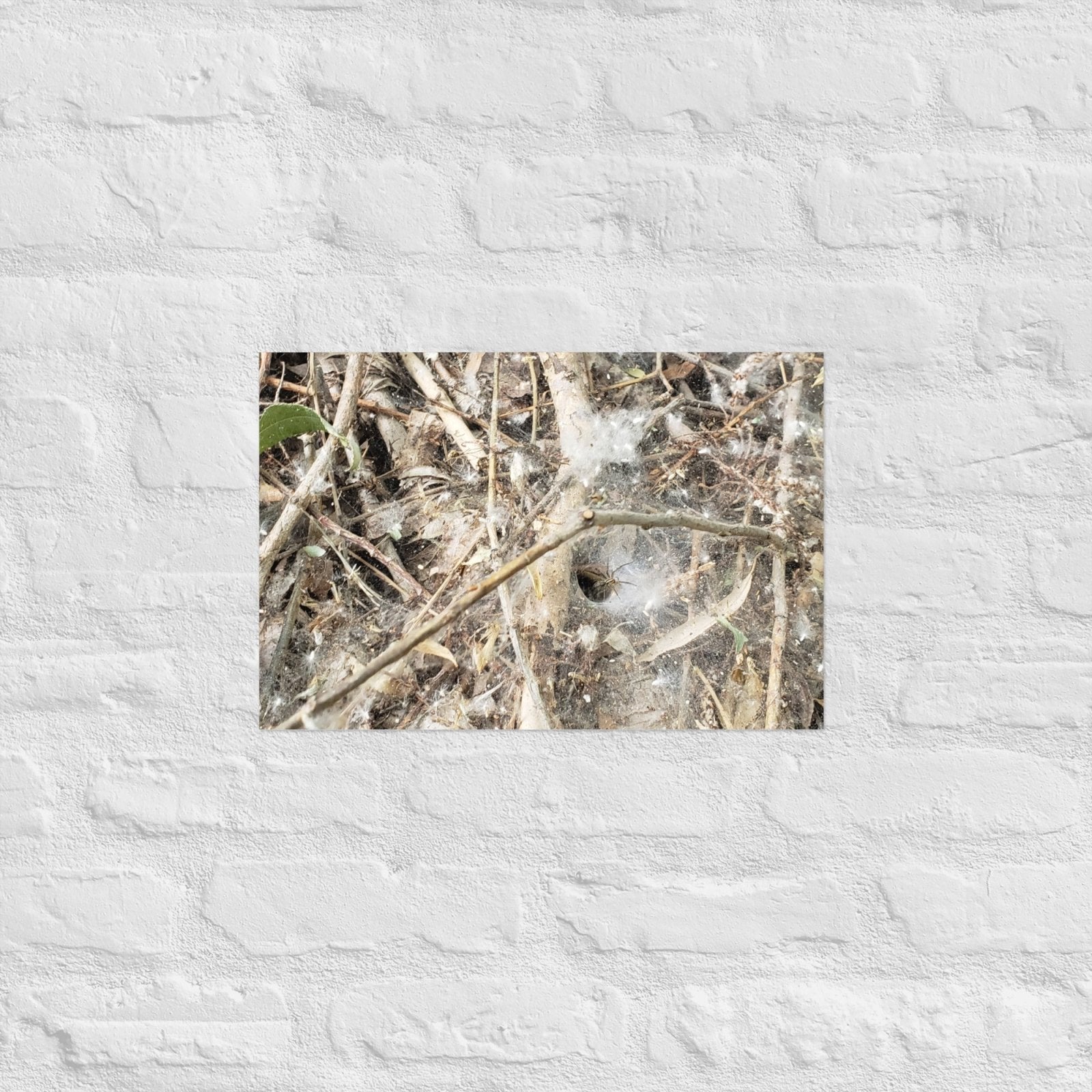 Tunnel Web: Alex Pendle Matte Photo Print, Sees Nature Series - Death World LLC - 12″×18″