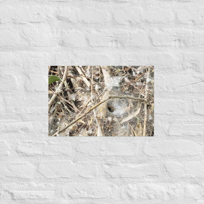 Tunnel Web: Alex Pendle Matte Photo Print, Sees Nature Series - Death World LLC - 12″×18″