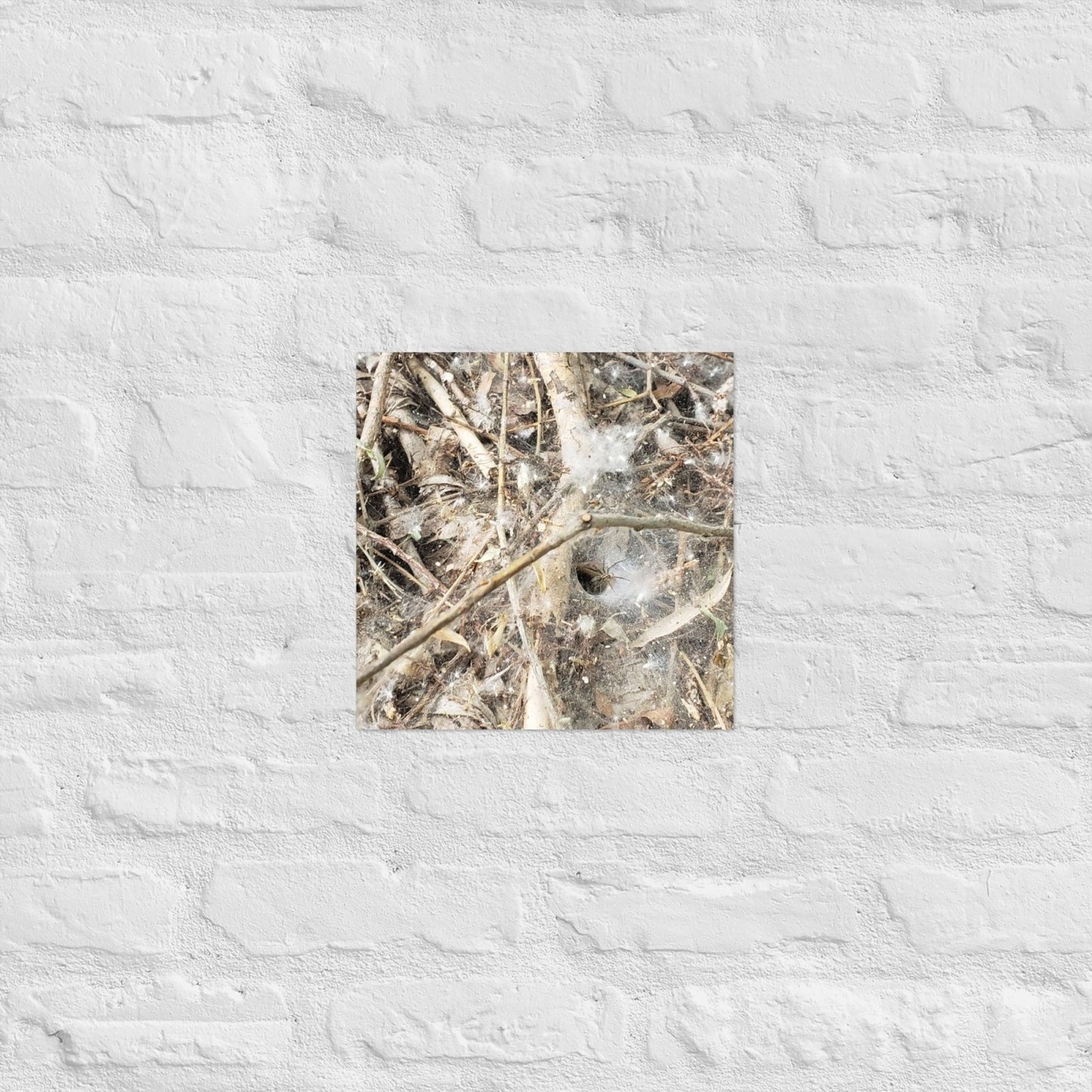 Tunnel Web: Alex Pendle Matte Photo Print, Sees Nature Series - Death World LLC - 12″×12″