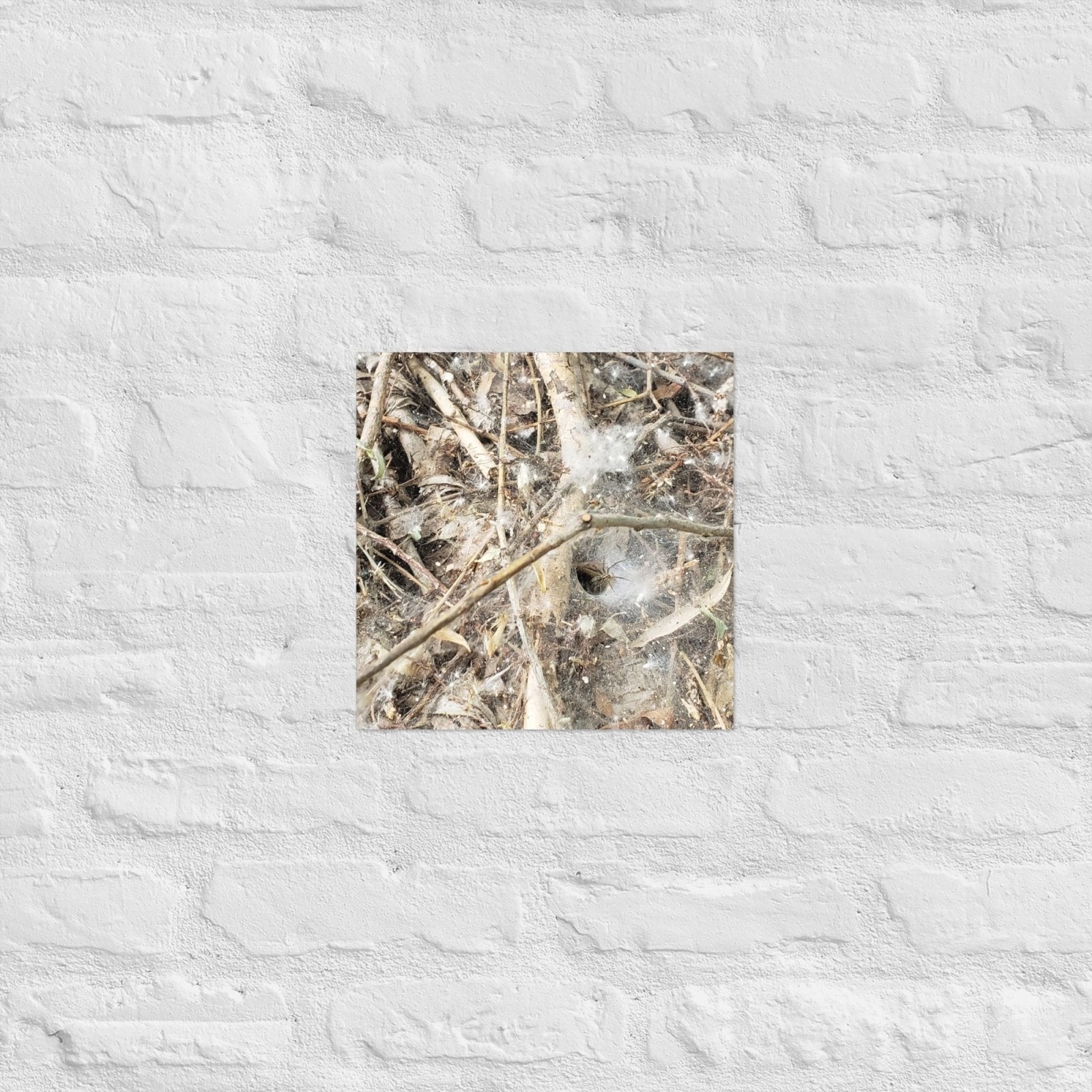 Tunnel Web: Alex Pendle Matte Photo Print, Sees Nature Series - Death World LLC - 12″×12″