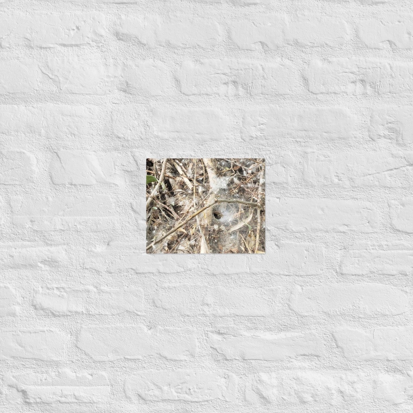 Tunnel Web: Alex Pendle Matte Photo Print, Sees Nature Series - Death World LLC - 8″×10″