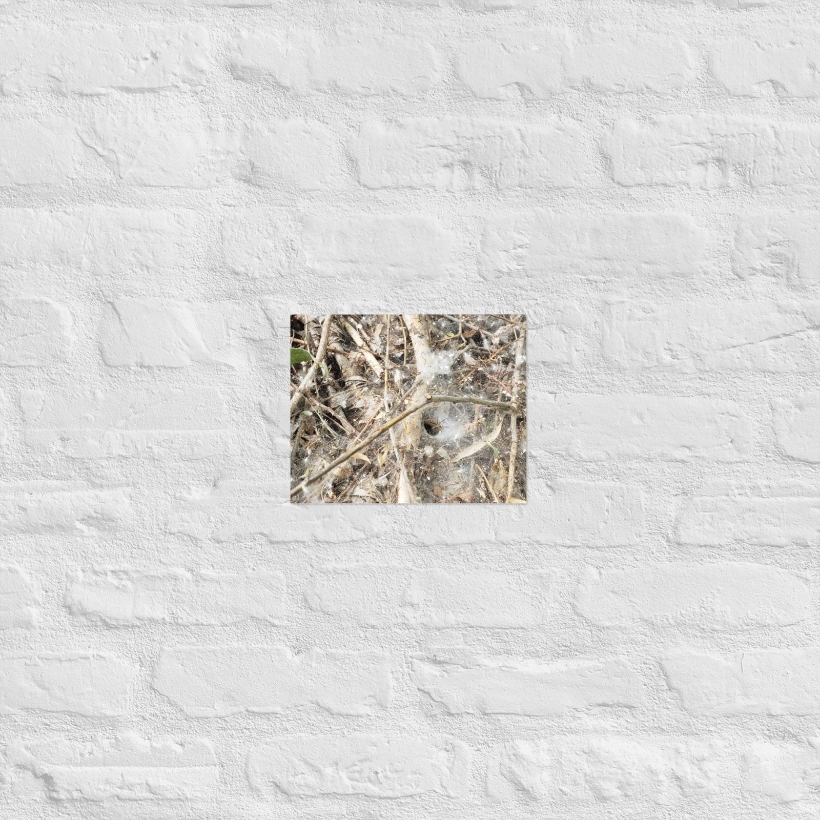 Tunnel Web: Alex Pendle Matte Photo Print, Sees Nature Series - Death World LLC - 8″×10″