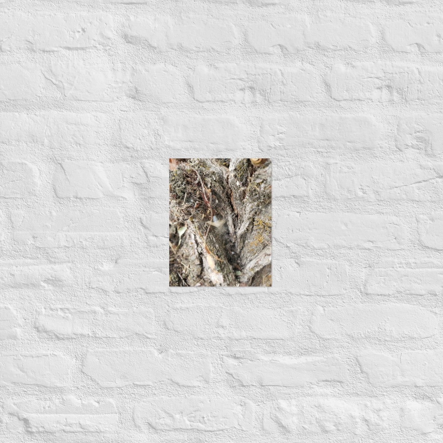 Web Between the Logs: Alex Pendle Matte Photo Print, Sees Nature Series - Death World LLC - 8″×10″