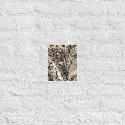Web Between the Logs: Alex Pendle Matte Photo Print, Sees Nature Series - Death World LLC - 8″×10″