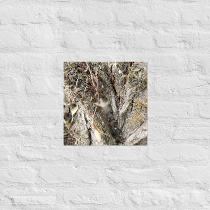 Web Between the Logs: Alex Pendle Matte Photo Print, Sees Nature Series - Death World LLC - 14″×14″