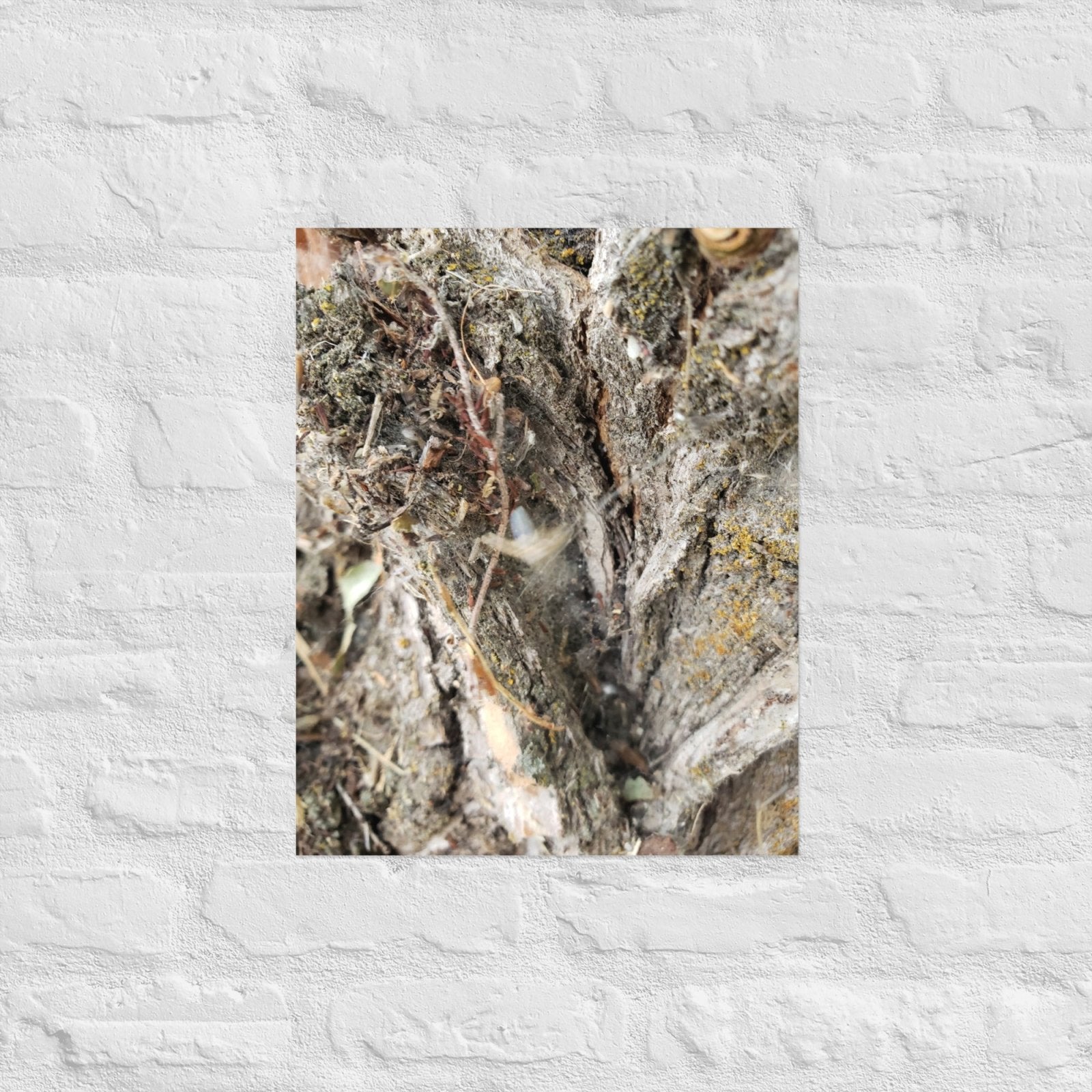 Web Between the Logs: Alex Pendle Matte Photo Print, Sees Nature Series - Death World LLC - 16″×20″